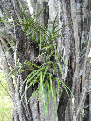 Encyclia adenocarpos, photograph 1