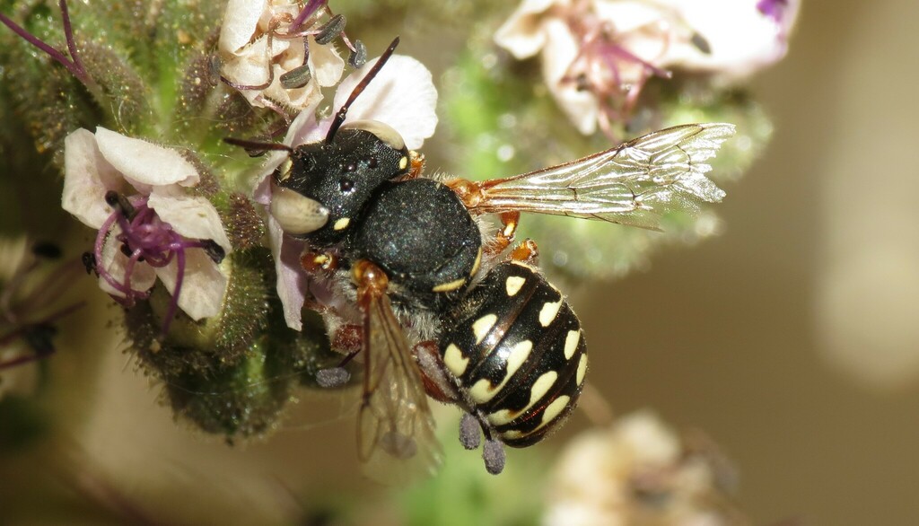 Anthidium palmarum
