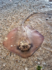 Mahogany Maskray photo 2