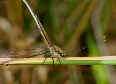 Suhpalacsa subtrahens