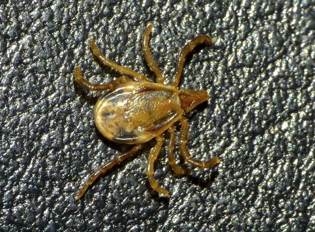 paralysis tick