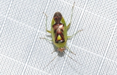 Niastama punctaticollis