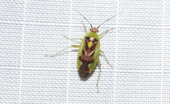 Niastama punctaticollis