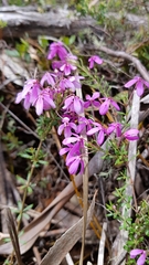 Tetratheca bauerifolia