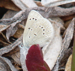 Icaricia icarioides parapheres