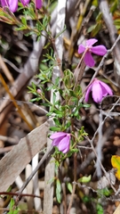 Tetratheca bauerifolia