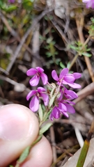 Tetratheca bauerifolia