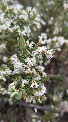 Acrothamnus hookeri