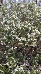 Acrothamnus hookeri