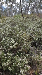 Acrothamnus hookeri