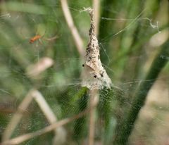 Argyrodes fissifrons