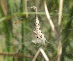 Argyrodes fissifrons