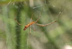 Argyrodes fissifrons