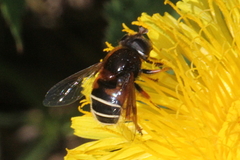 Eristalis cryptarum