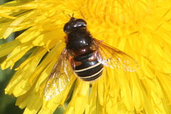 Eristalis cryptarum
