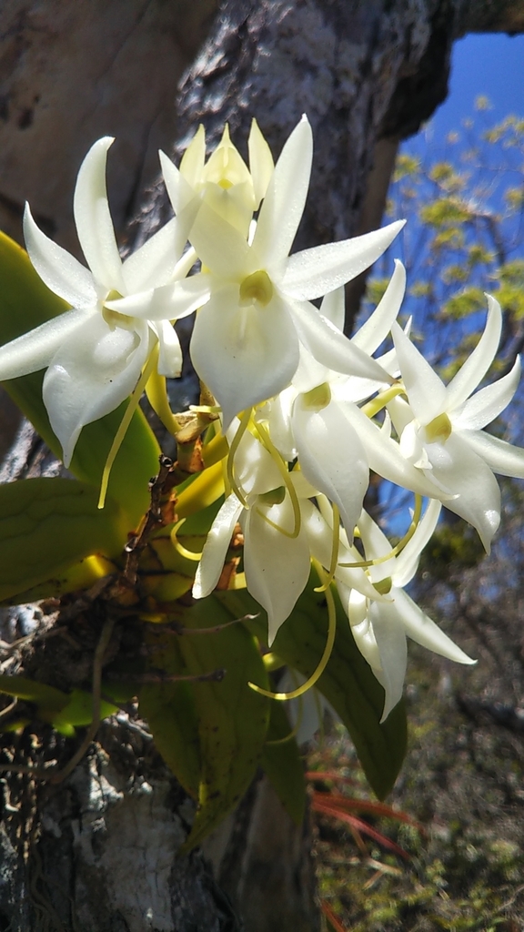 Angraecum leonis (Rchb.f.) Veitch 2