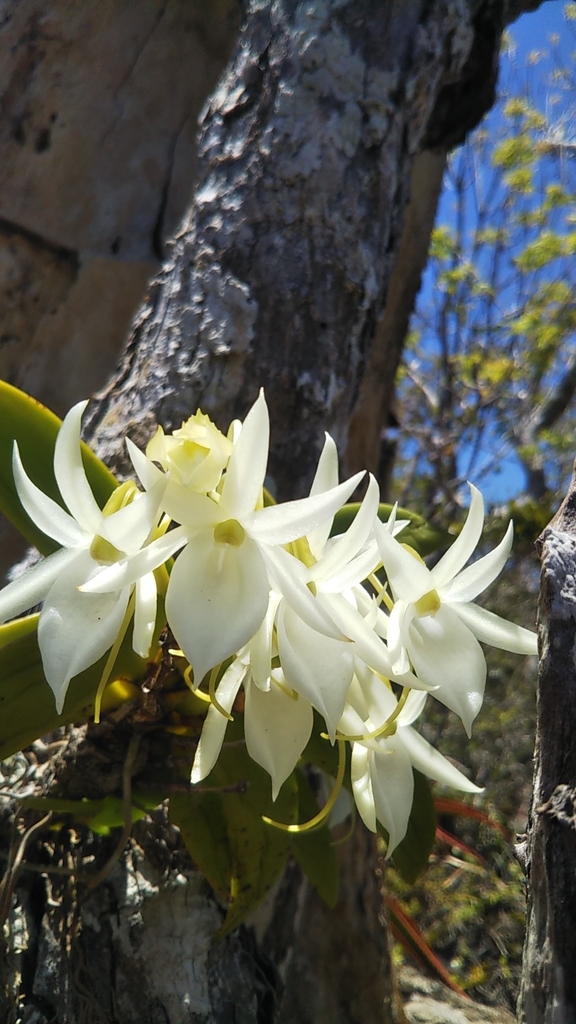 Angraecum leonis (Rchb.f.) Veitch 3