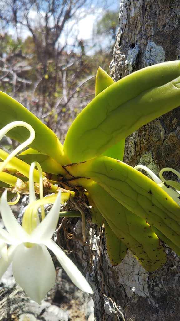 Angraecum leonis (Rchb.f.) Veitch 4