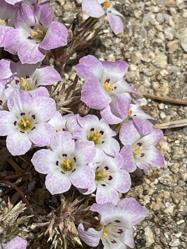 Orcutt's linanthus (Linanthus orcuttii)