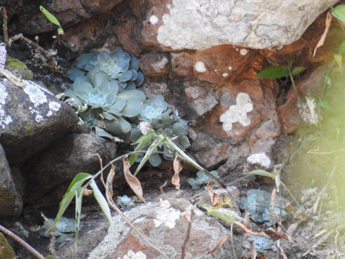 Graptopetalum sinaloensis