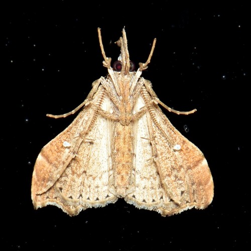 White-spotted Redectis