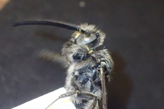 Dielis tolteca