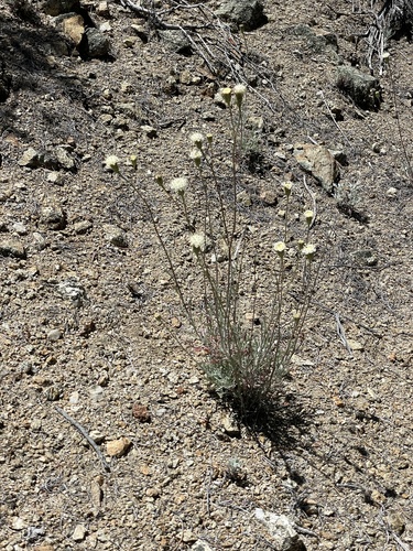 parish's chaenactis (Chaenactis parishii)