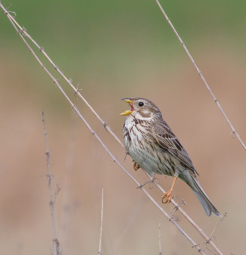 Corn Bunting