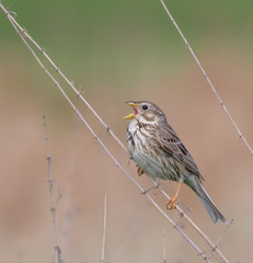 Corn Bunting photo 6
