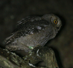 Otus scops