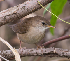 Locustella luscinioides