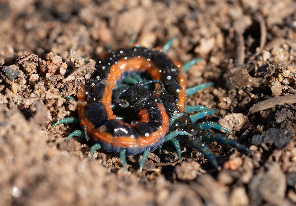 scolopendra-laeta-from-lucas-heights-nsw-2234-australia-on-june-27