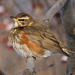 Redwing - Photo (c) Aleksey Levashkin, some rights reserved (CC BY-NC)