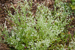 Johnstonella micromeres