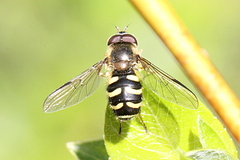 Dasysyrphus