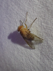 Ormia ochracea