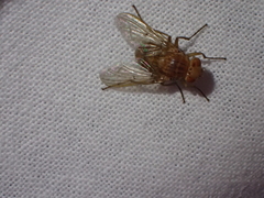 Ormia ochracea