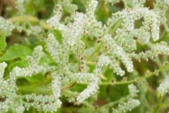 Johnstonella micromeres