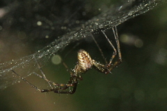 Pityohyphantes phrygianus