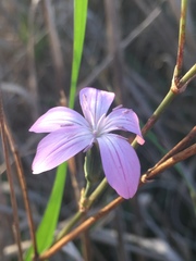Dianthus strictus