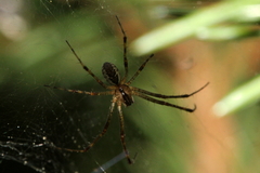 Pityohyphantes phrygianus