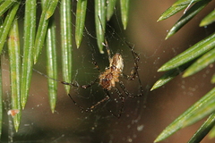 Pityohyphantes phrygianus