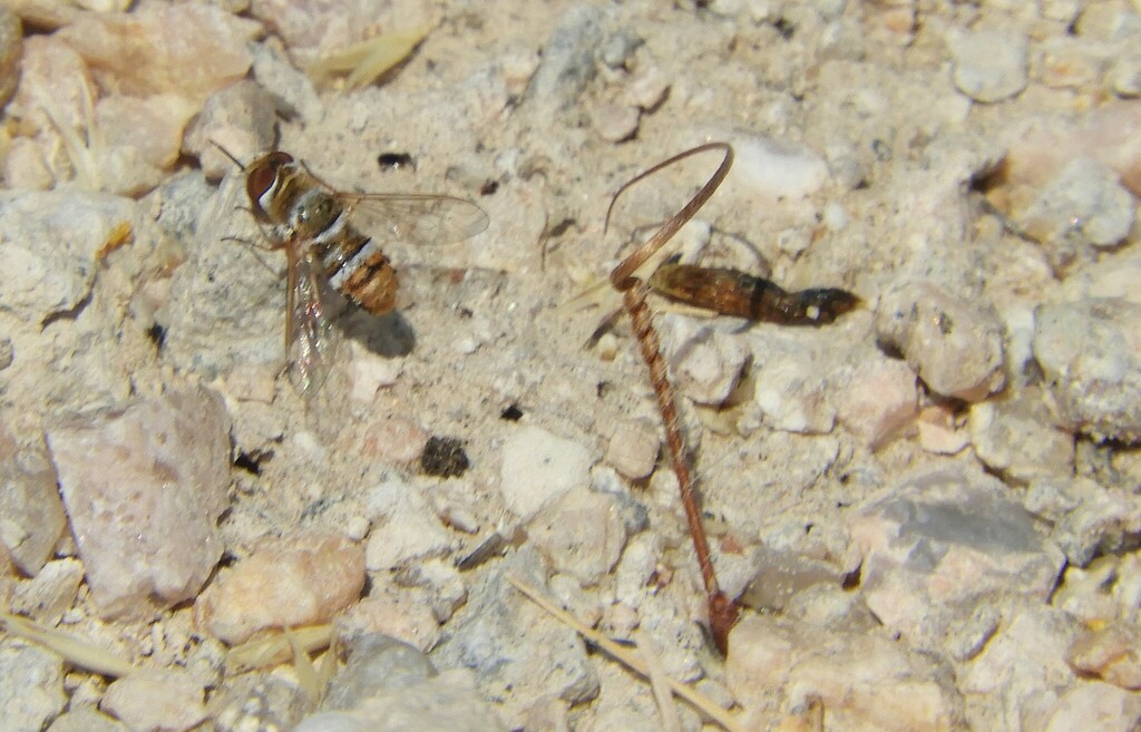 Lepidanthrax euthemus