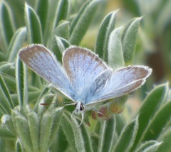 Icaricia icarioides parapheres