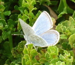 Icaricia icarioides parapheres