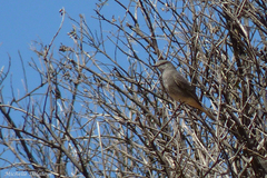 Cnemarchus rufipennis