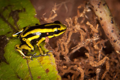 Yellow-Bellied Poison-Arrow Frog photo 2