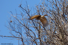 Cnemarchus rufipennis