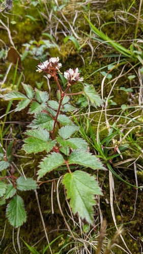 Image of Astilbe macroflora by (c) 許文俊, some rights reserved (CC BY-SA)