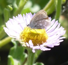 Icaricia icarioides parapheres
